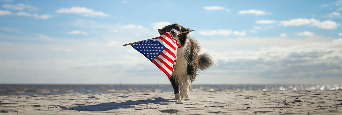 4th-july-for-pets