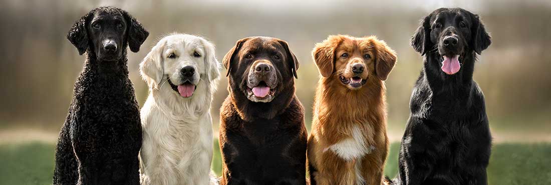 8 Different Types of Golden Retrievers