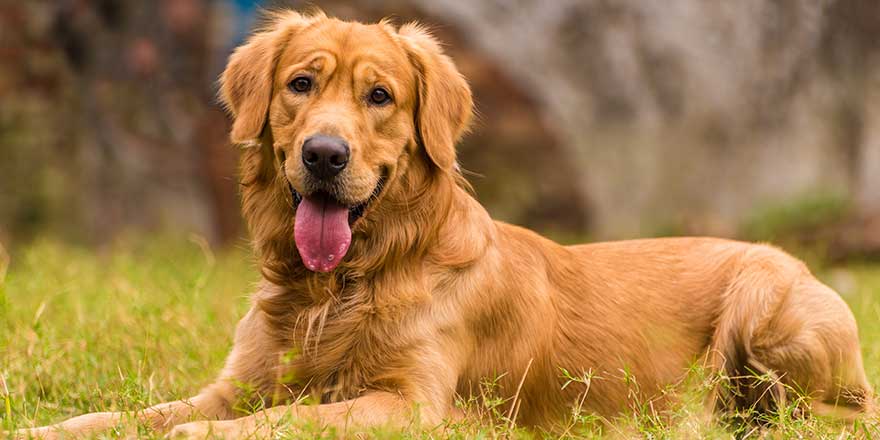 A happy Golden Retriever adult male dog relaxing in a park