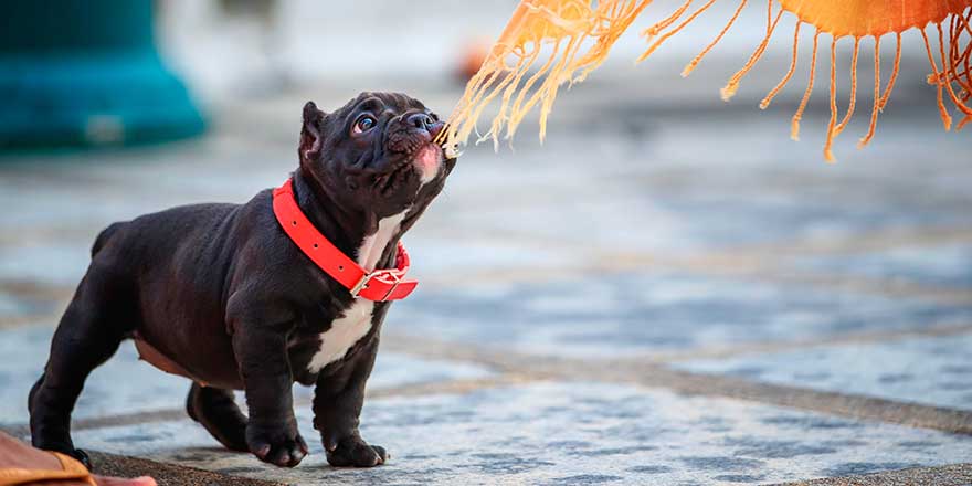 A young black pitbull was happily biting on a yellow cloth and having fun.