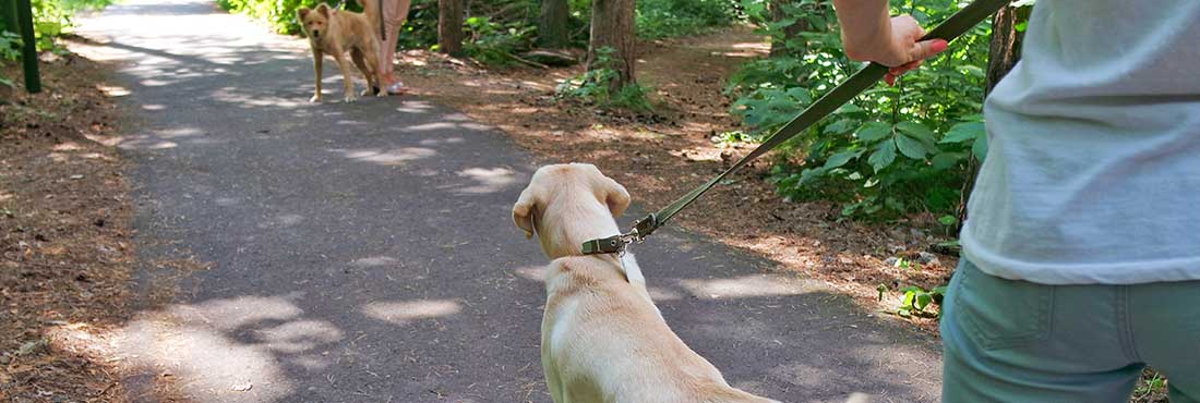 Are Golden Retrievers Aggressive? Why Your Dog Might Be Acting Out