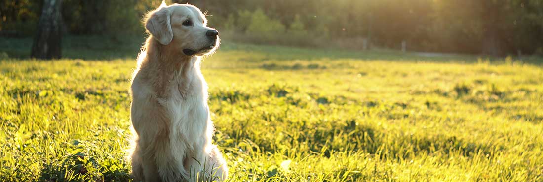 Are Golden Retrievers Hypoallergenic? The Myths Surrounding Dogs & Allergies