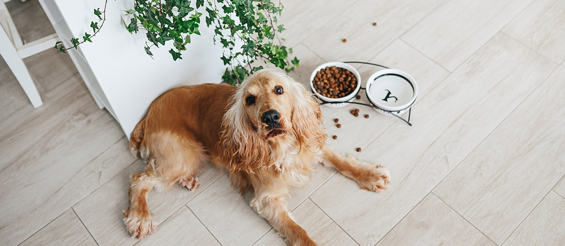 Best Dog Bowls