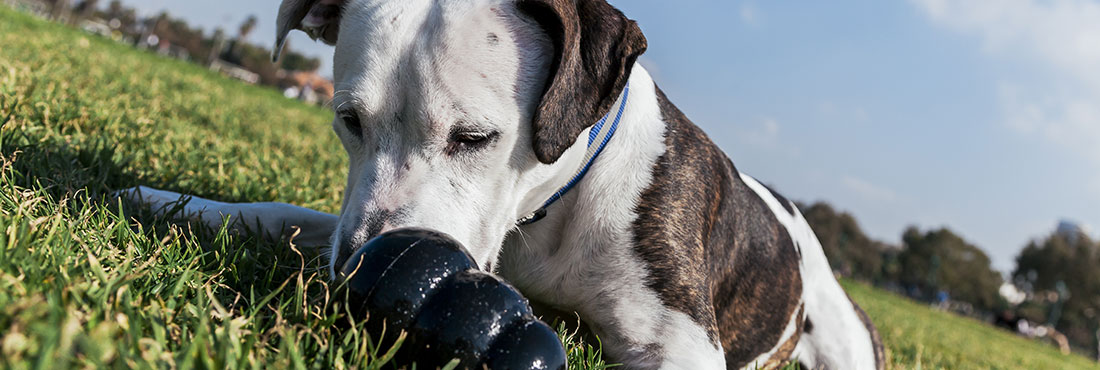 Best-Toys-for-Pitbulls