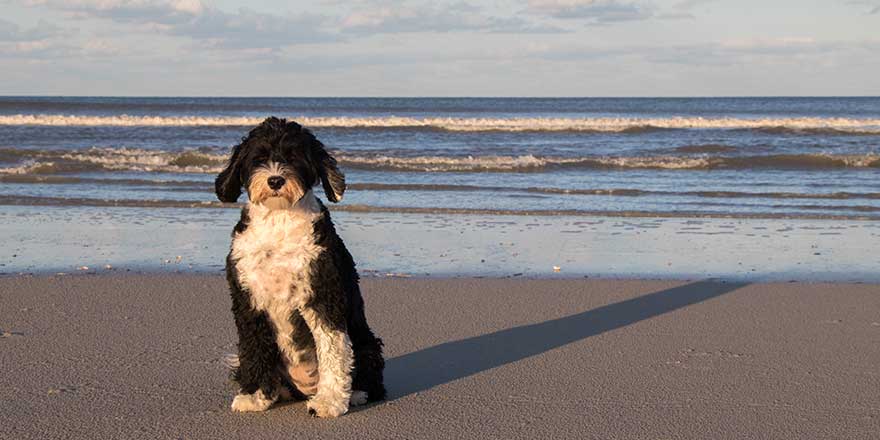 Black and white Portuguese Water Dog sitting on the beach
