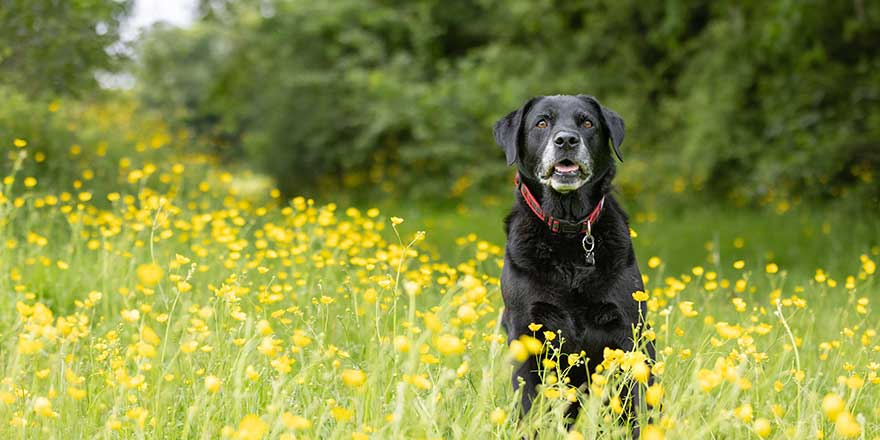 Black retriever sitting down on grass amongst yellow buttercups and looking direct in camera