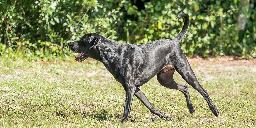 Black short haired labrador retriever mix running. Side angle view.