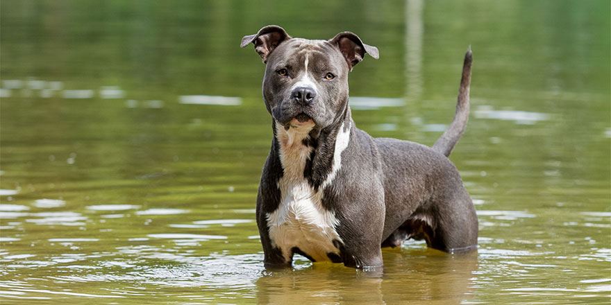 Blue American staffordshire terrier