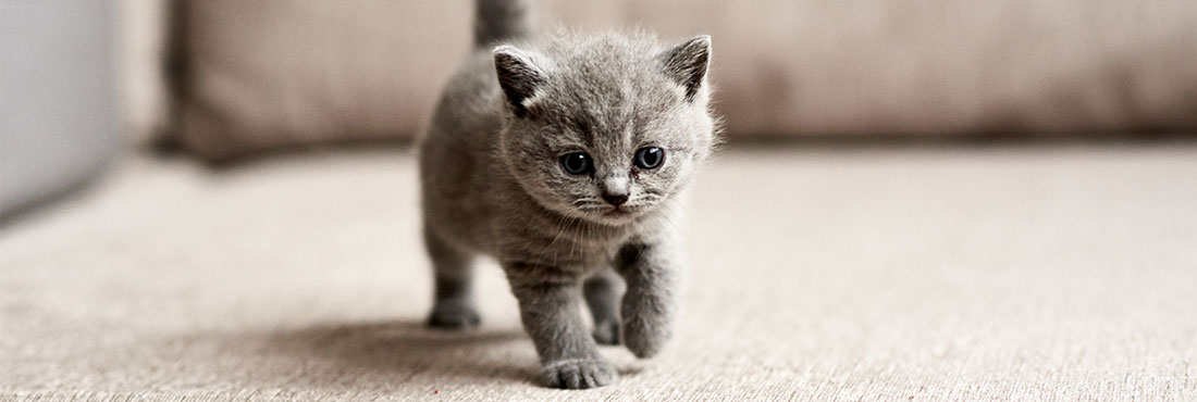 british blue kitten