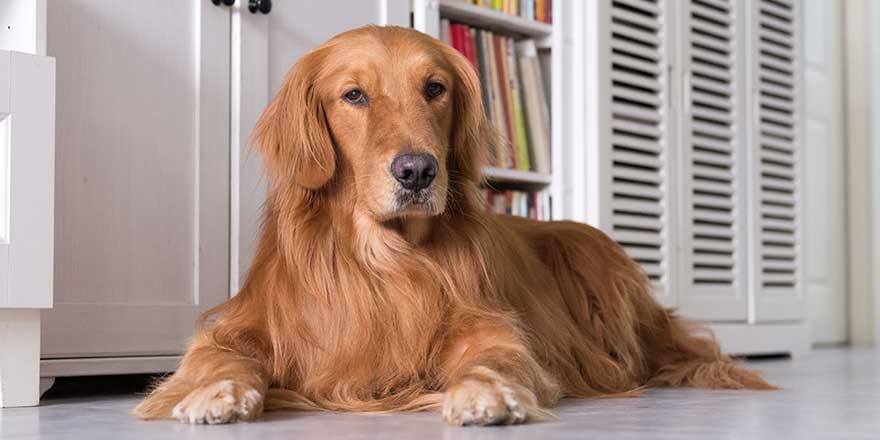 British shorthair and golden retrievers