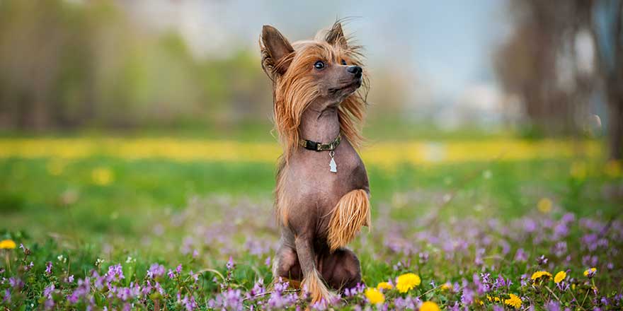 Chinese crested dog on the blooming field