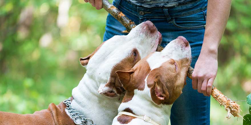 Close up of two gorgeous dogs biting wooden stick in owner hands. 
