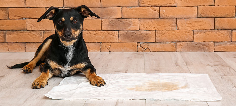 Cute dog near underpad with wet spot