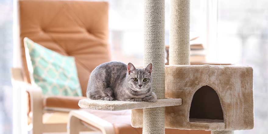 Cute funny cat and tree in room