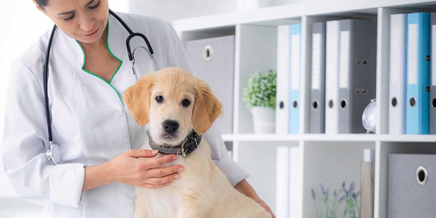 Cute young dog in veterinarian hands