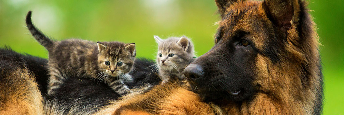 Do-German-Shepherds-Get-Along-With-Cats