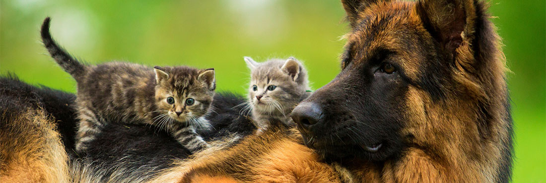 Do German Shepherds Get Along With Cats