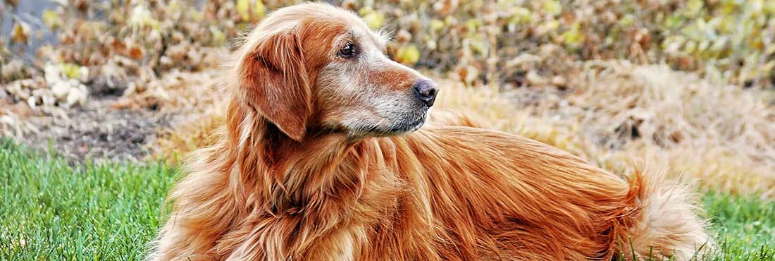 Do Golden Retrievers Shed? How to Make Shedding Season Easier