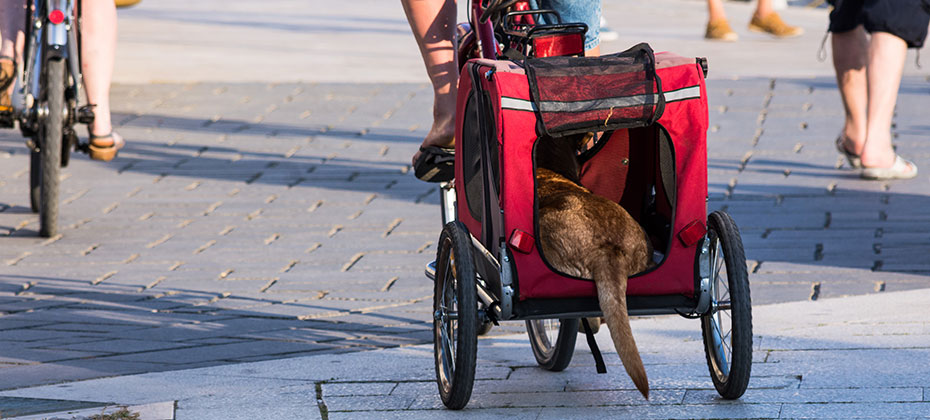 Dog in a bike trailer - wagon with the tail outside, riding in the street 