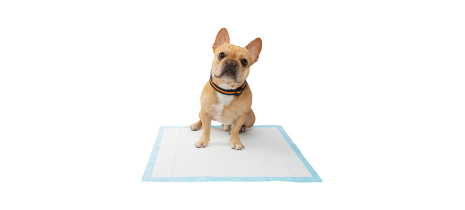 Frisco Dog Training & Potty Pads