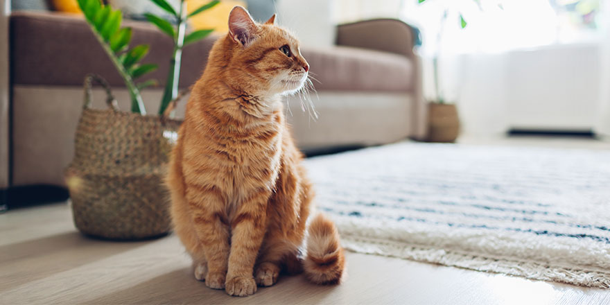 Ginger cat sitting on floor