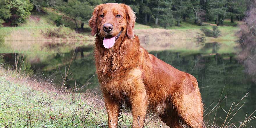 Golden Retriever Dog Standing In Front Of A Pond