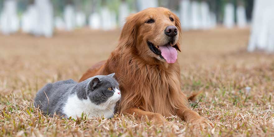 Golden Retriever and British Shorthair lying on the grass