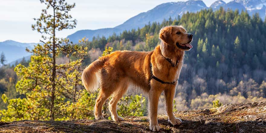 Golden Retriever sitting by a cliff with a beautiful Canadian Mountain Landscape in background during a sunny day.
