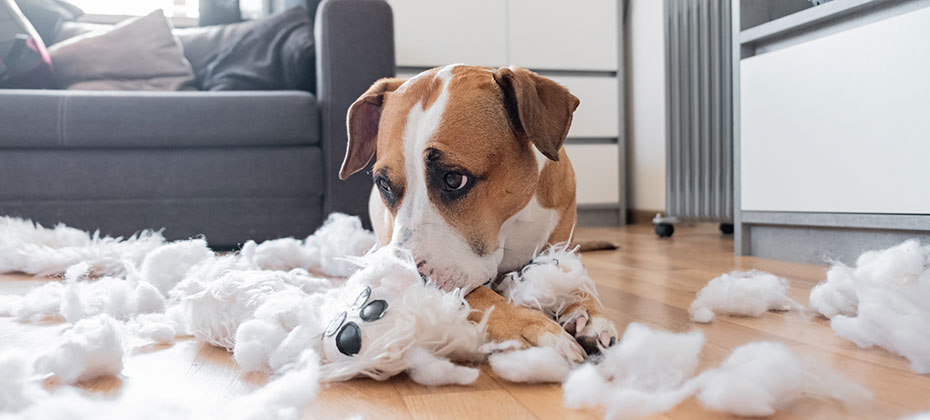 Guilty dog and a destroyed teddy bear at home.