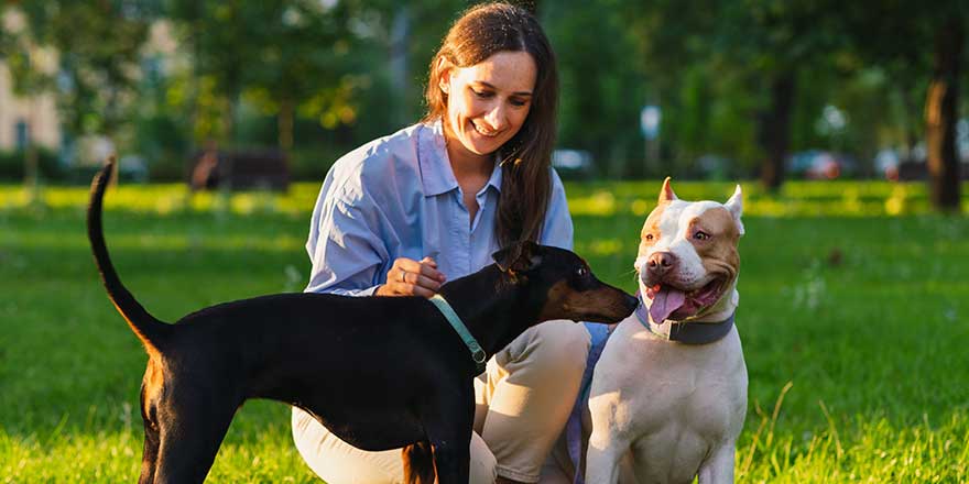 Horizontal of brunette woman petting american pitbull terrier puppy on grass in park at sunset.