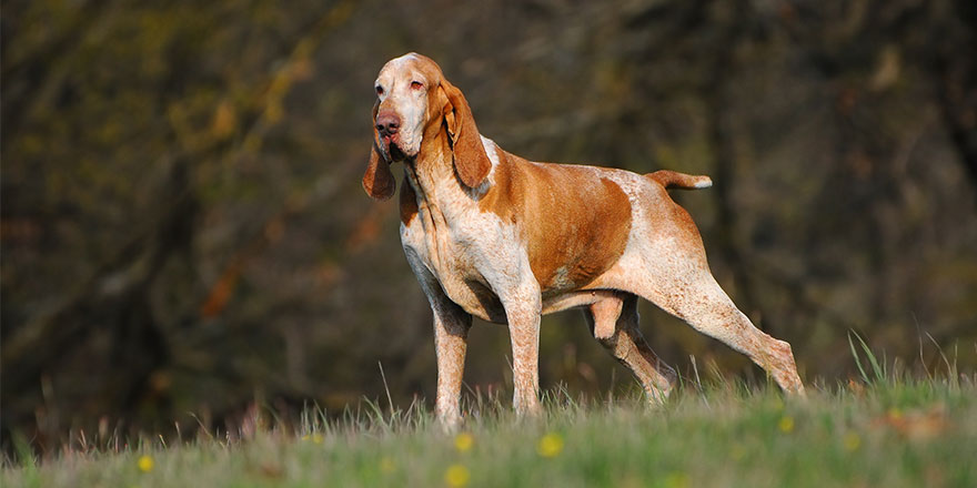 Italian Bracco dog breed