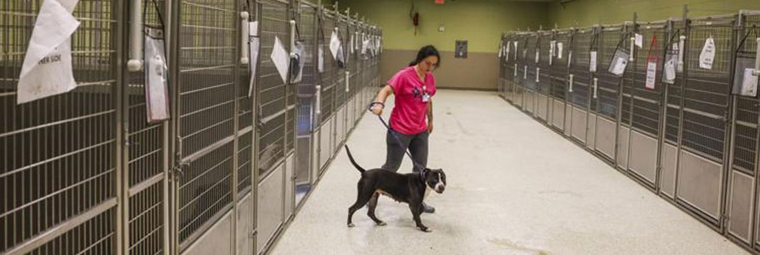 Jefferson animal shelter