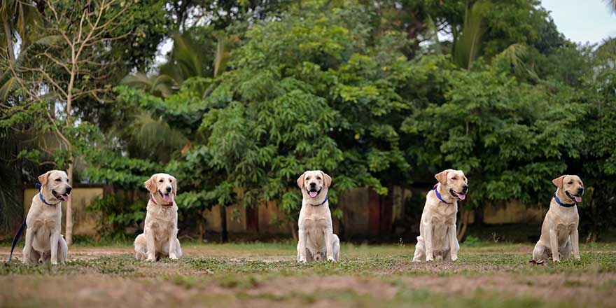 Labrador Retriever Dogs playing and running on ground