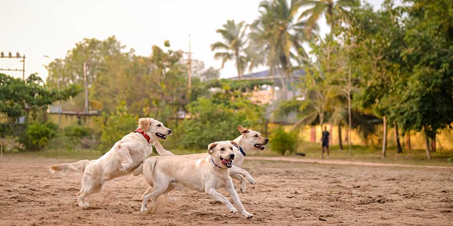 Labrador Retriever Dogs playing and running on ground