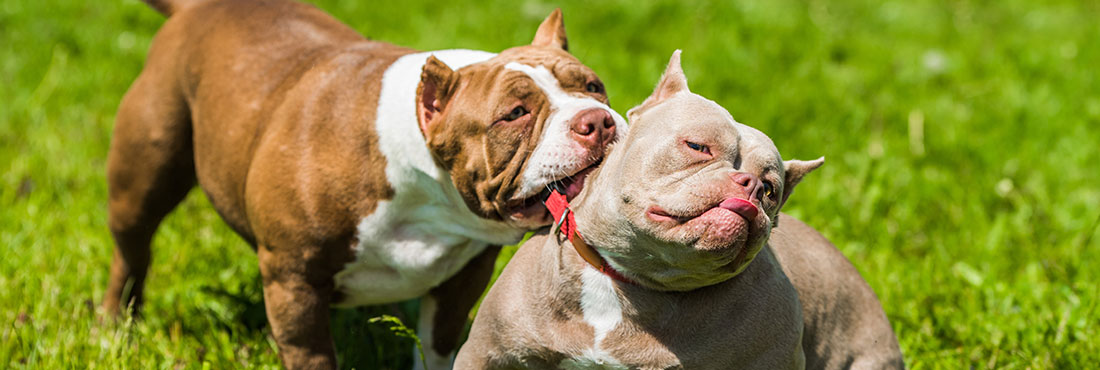 Lockjaw in Pitbulls - Do Pitbulls Have Lockjaw?