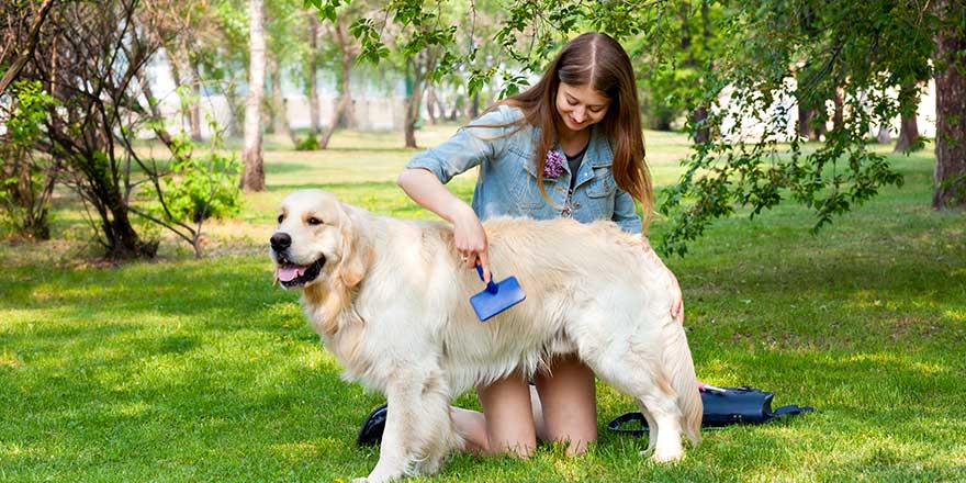 Managing Golden Retriever Shedding 