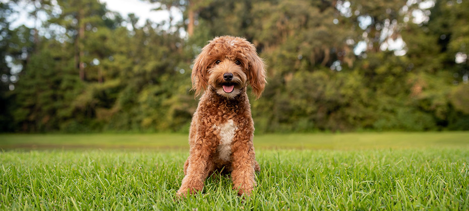 Mini goldendoodle, golden doodle puppy on green grass