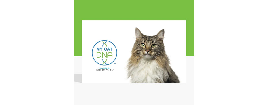 My Cat DNA Test