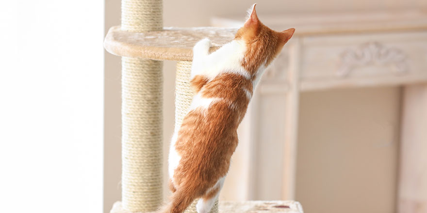 Orange and white cat is climbing on a cat tree in the living room.