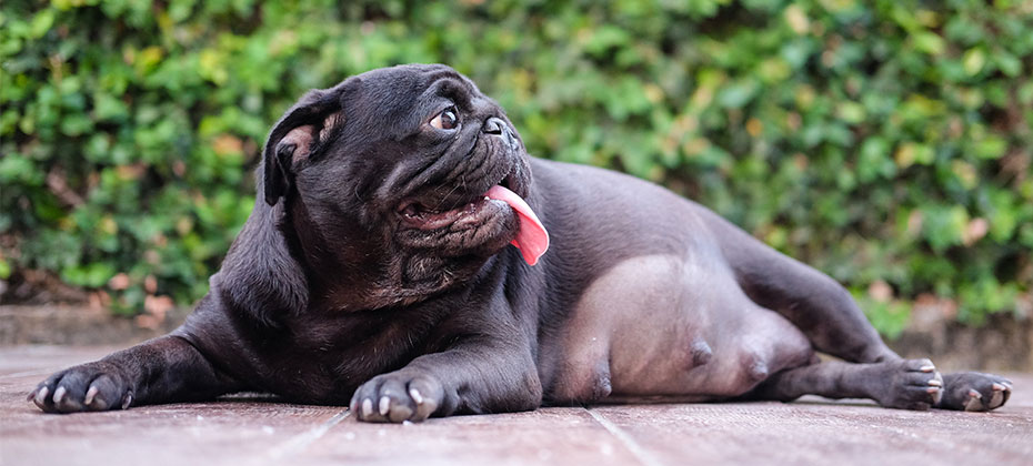 Pregnant pug dog laying on wooden floor.