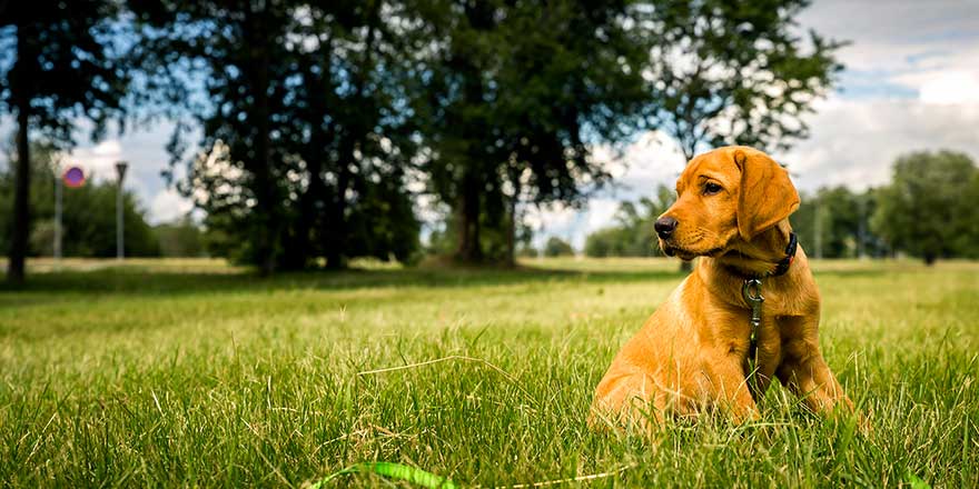 Pure Bred Pedigree Red Fox Retriever Puppy Sat In A Green Field