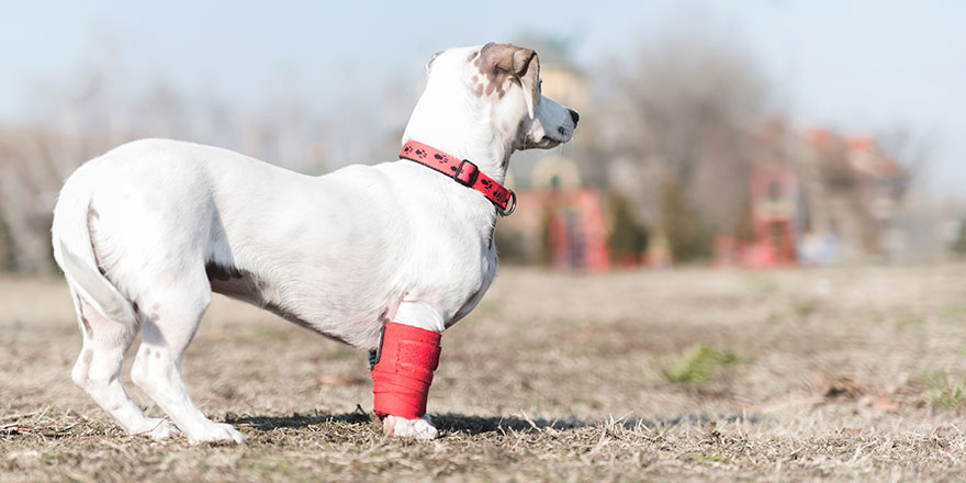 Small white dog on the field with front legs wrapped in red joint braces.