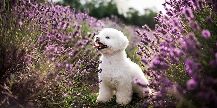 Snowball Bichon puppy in a lavender field