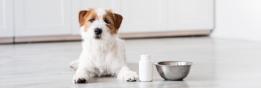 Supplements-for-Pregnant-Dogs