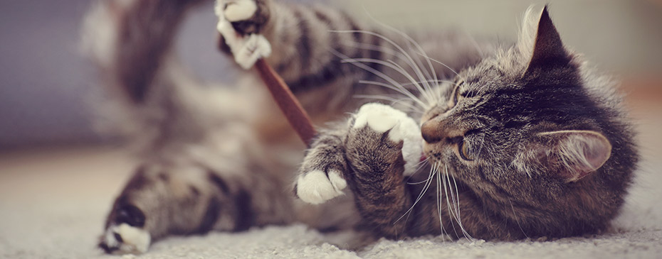 The beautiful striped domestic cat plays with a toy.