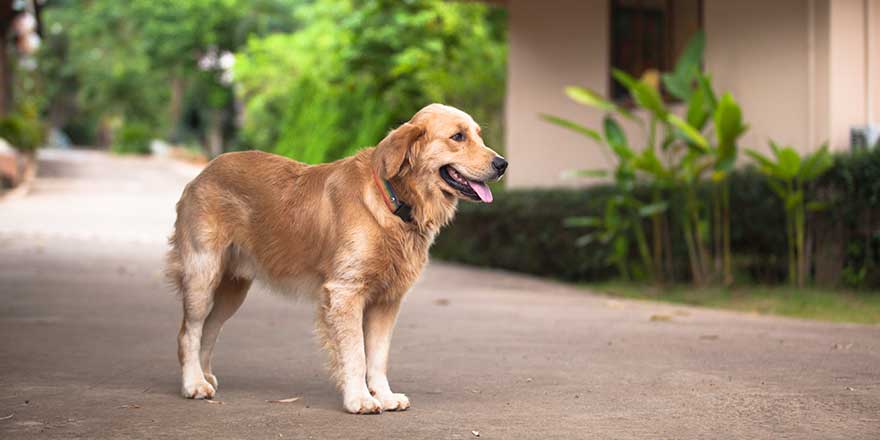 The golden retriever, taken in outdoor