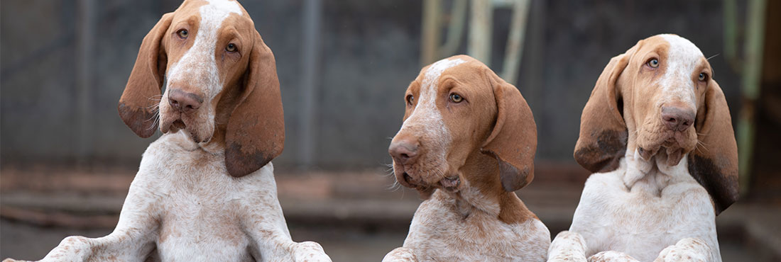 Three-adorable-Italian-Pointer-Puppies