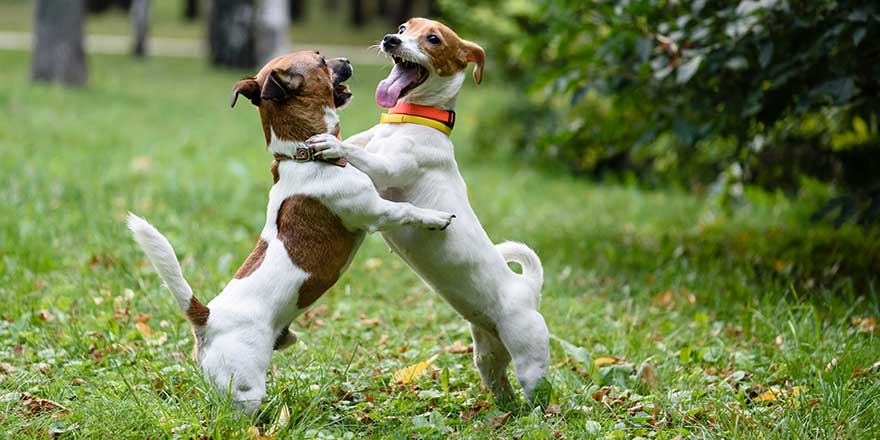 Two funny dogs playing and dancing on lawn in park