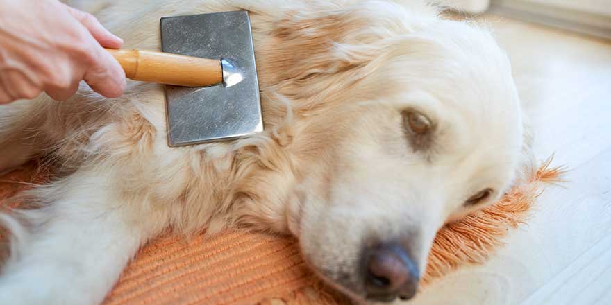 Woman combs old Golden Retriever dog with a metal grooming comb.