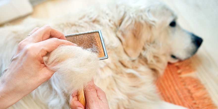 Woman combs old Golden Retriever dog with a metal grooming comb.